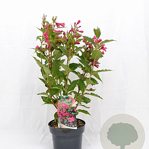 Weigela Big Love 30-40 cm 3,0L