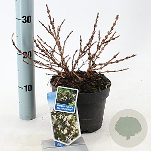 Weigela Black and White 20-25 cm 2,0L