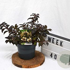 Weigela Black and White 25-30 cm 3,0L