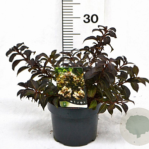 Weigela Black and White 25-30 cm 3,0L