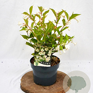 Weigela 'Bristol Snowflake' 30-40 cm 2,0L