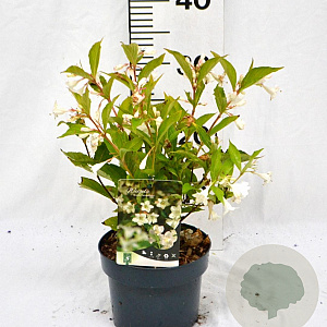 Weigela 'Bristol Snowflake' 30-40 cm 2,0L