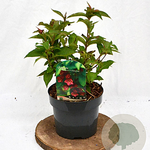 Weigela Cherry Love 30-40 cm 3,0L
