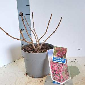 Weigela florida 'Alexandra' 20-25 cm 2,0L