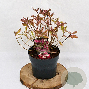 Weigela florida All Summer Monet 25-30 cm 3,0L