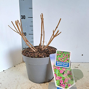 Weigela florida 'Brigela' 20-25 cm 2,0L