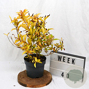 Weigela florida Jean's Gold 25-30 cm 3,0L