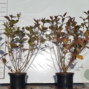 Weigela florida 'Victoria' 40-50 cm 2,0L