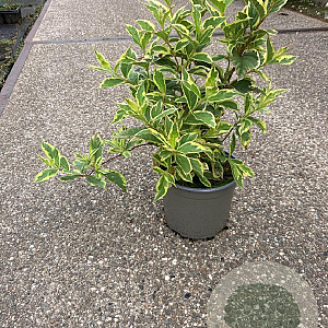 Weigela 'Nana Variegata' 30-40 cm 2,0L