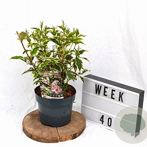 Weigela 'Nana Variegata' 30-40 cm 3,0L