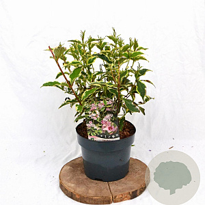 Weigela 'Nana Variegata' 30-40 cm 3,0L