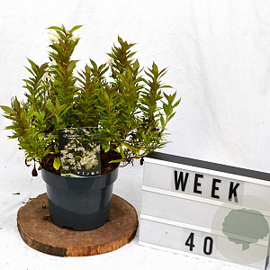 Weigela Picobella Bianco 25-30 cm 3,0L