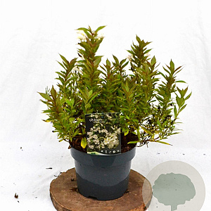 Weigela Picobella Bianco 25-30 cm 3,0L