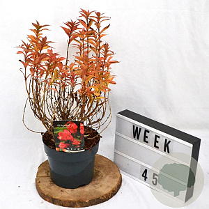 Weigela Picobella Rosso 25-30 cm 3,0L