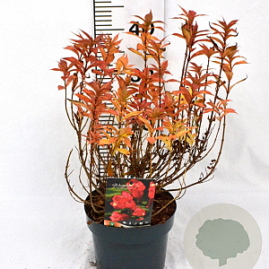 Weigela Picobella Rosso 25-30 cm 3,0L