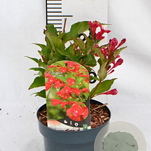 Weigela 'Red Prince' 30-40 cm 2,0L