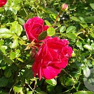 Rosa (K) 'Crimson Shower' 150-175 cm vierkant rond 5,5L