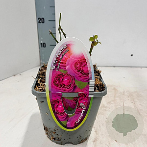 Rosa (F) Eufemia 10-15 cm C1.5