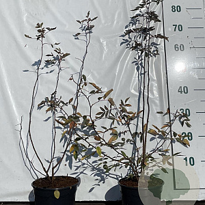 Rosa glauca 40-60 cm 2,0L