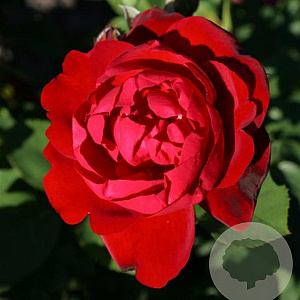 Rosa (F) 'Korlima' 90 cm stam 20L