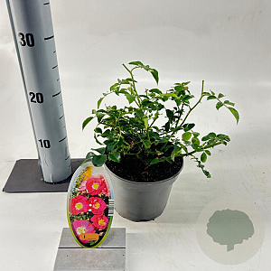 Rosa (H) Lipstick 15-20 cm P15