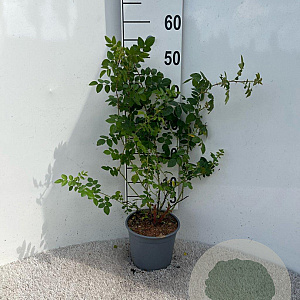 Rosa (o) rubiginosa 40-60 cm 2,0L