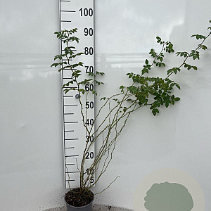 Rosa (o) rubiginosa 40-60 cm 2,0L