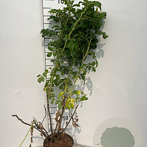 Rosa rugosa 60-80 cm 5,0L