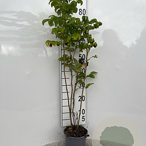 Rosa rugosa 'Alba' 40-60 cm 2,0L