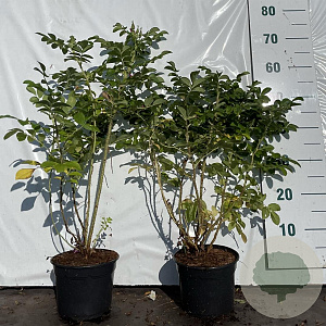 Rosa rugosa 'Alba' 40-60 cm 2,0L