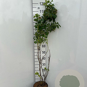 Rosa rugosa 'Rubra' 60-80 cm 5,0L