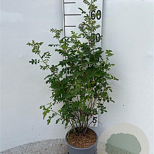 Rosa pimpinellifolia 40-60 cm 2,0L