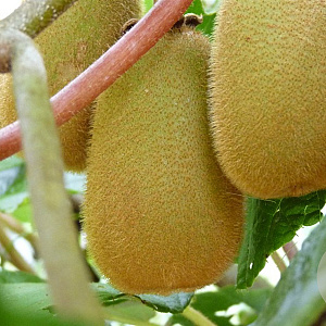 Actinidia deliciosa 'Yellow Queen' 150-175 cm vierkant rond 5,5L