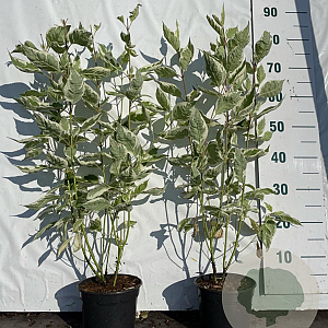 Cornus alba 'Elegantissima' 40-60 cm 2,0L