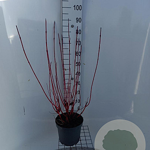 Cornus alba 'Elegantissima' 80-100 cm 7,5L