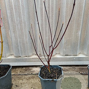 Cornus alba 'Kesselringii' 40-60 cm 2,0L