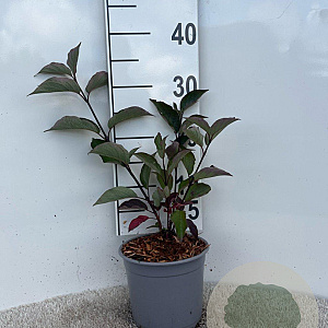 Cornus alba 'Kesselringii' plantgoed 2,0L