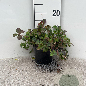 Cornus canadensis 10-15 cm C1.5