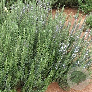 Rosmarinus officinalis 'Green Ginger' GM P13