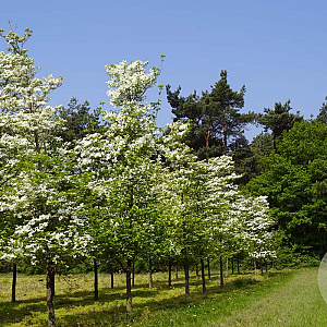Cornus florida 20-25 HO draadkluit