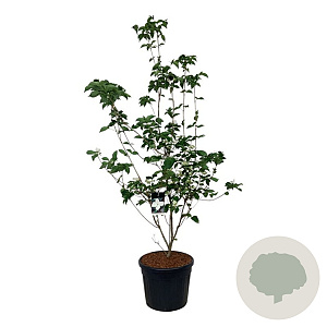 Cornus kousa 'Venus' 200-250 cm cont. 90L extra