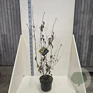 Cornus mas 100-125 cm 10L meerstammig