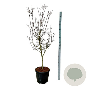 Cornus Starlight 170-200 cm cont. 55L extra