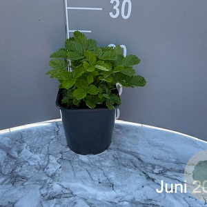 Fragaria vesca GM 2,0L