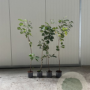 Prunus avium 100-125 cm 2,0L