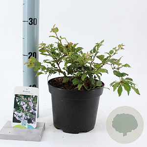 Prunus incisa 'Kojou-no-mai' 25-30 cm 2,0L