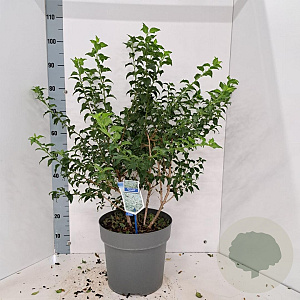 Prunus incisa 'Midori-zakura' 60-70 cm 12L