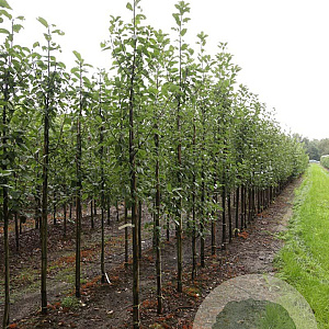 Prunus padus 'Albertii' 10-12 HO draadkluit