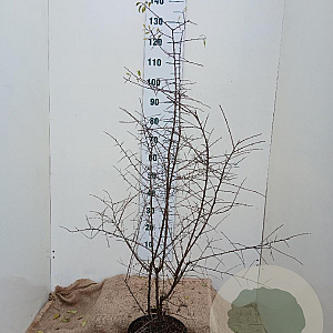 Prunus spinosa 100-125 cm 7,5L solitair