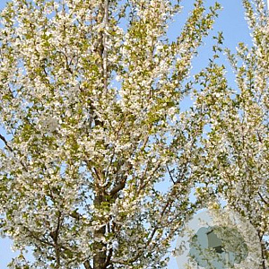 Prunus 'Umineko' 350-400 cm draadkluit meerstammig op aanvraag